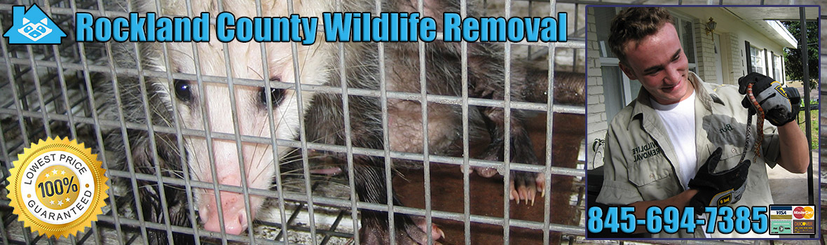 Rockland County Wildlife and Animal Removal